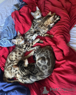 Photo №4. I will sell bengal cat in the city of Дублин. private announcement - price - 376$