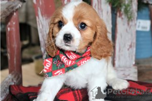 Photo №3. Adorable Cavalier King Charles Puppies for free adoption. Germany