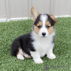 Photo №1. welsh corgi - for sale in the city of Stockholm | 250$ | Announcement № 117970