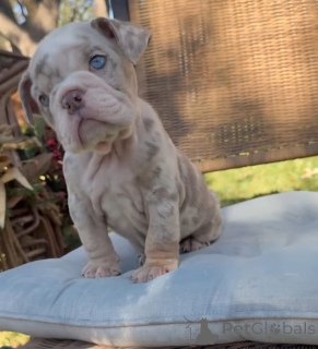 Photo №1. english bulldog - for sale in the city of Greven | 300$ | Announcement № 173879