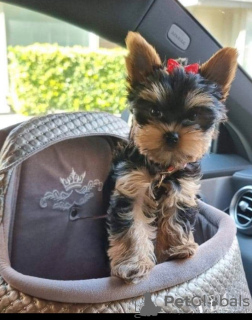 Additional photos: Healthy York's healthy puppies are sold