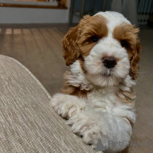 Photo №1. labradoodle - for sale in the city of Trawl | negotiated | Announcement № 158141