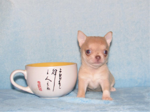 Photo №1. chihuahua - for sale in the city of Москва | 475$ | Announcement № 5103