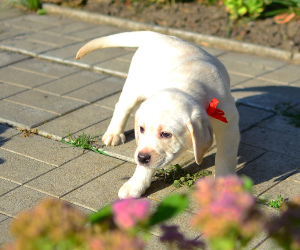 Photo №1. labrador retriever - for sale in the city of Sumy | Negotiated | Announcement № 4447