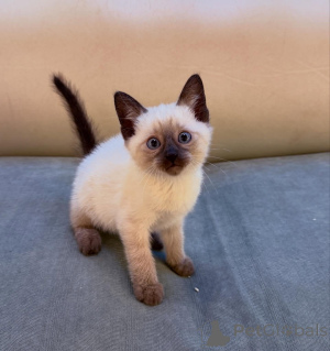 Photo №1.  - for sale in the city of Munich | negotiated | Announcement № 167234