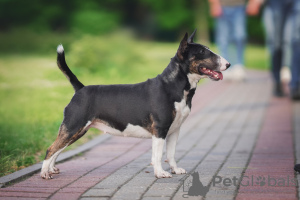 Additional photos: Miniature bull terrier puppies