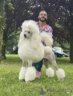 Photo №4. I will sell poodle (royal) in the city of Belgrade.  - price - negotiated