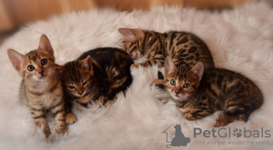 Photo №1. bengal cat - for sale in the city of Helsinki | 300$ | Announcement № 69133