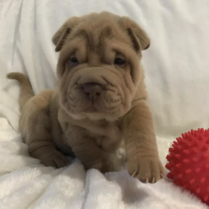 Photo №1. shar pei - for sale in the city of Karaganda | 800$ | Announcement № 383