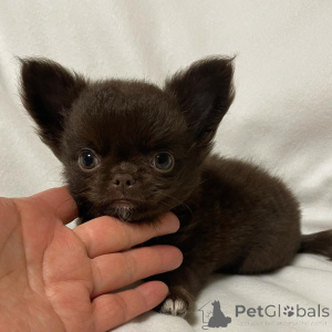 Photo №4. I will sell chihuahua in the city of Sydney. breeder - price - 700$