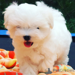 Photo №1. maltese dog - for sale in the city of Герона | 471$ | Announcement № 143399
