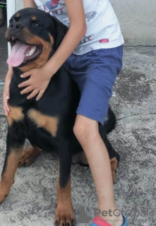 Photo №4. I will sell rottweiler in the city of Belgrade.  - price - negotiated