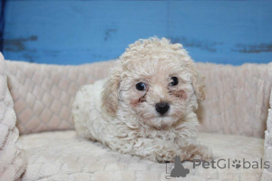 Photo №1. maltipu - for sale in the city of Berlin | 847$ | Announcement № 149815