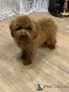 Photo №4. I will sell poodle (toy) in the city of Kiev. private announcement, from nursery, breeder - price - 1032$