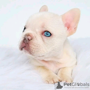 Photo №1. french bulldog - for sale in the city of Leppin | negotiated | Announcement № 129184