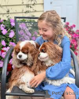 Photo №1. cavalier king charles spaniel - for sale in the city of Missouri City | 1000$ | Announcement № 161893