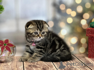 Photo №2 to announcement № 100501 for the sale of scottish fold - buy in United States private announcement
