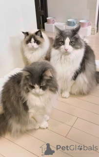 Photo №1. norwegian forest cat - for sale in the city of Rude | 723$ | Announcement № 163021