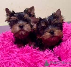 Photo №1. yorkshire terrier - for sale in the city of Акаа | 359$ | Announcement № 123772