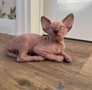 Photo №1. sphynx cat - for sale in the city of Palm Springs | 250$ | Announcement № 89624