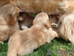 Photo №4. I will sell golden retriever in the city of Glasgow. breeder - price - 659$