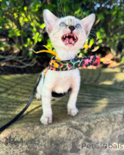 Photo №1. bengal cat - for sale in the city of Cologne | 706$ | Announcement № 152544