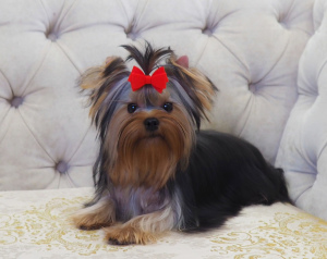 Photo №1. yorkshire terrier - for sale in the city of Kirov | 424$ | Announcement № 6248