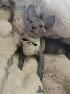 Additional photos: Don Sphynx kittens from worthy parents