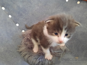 Photo №1. maine coon - for sale in the city of Radomsko | 1774$ | Announcement № 18597