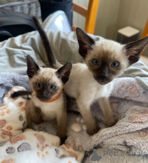Photo №1. siamese cat - for sale in the city of Kerpen | 361$ | Announcement № 169562