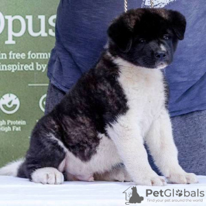 Additional photos: American Akita puppies