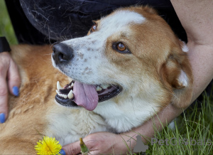 Additional photos: Cute puppy in good hands.