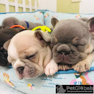 Photo №1. french bulldog - for sale in the city of Greensboro | 850$ | Announcement № 134729