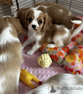 Photo №3. Cavalier King Charles Spaniel Welpen abzugeben. Germany