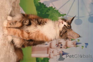 Photo №1. maine coon - for sale in the city of Haifa | 1500$ | Announcement № 153574