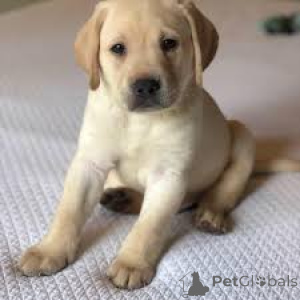 Photo №3. Chiots Labrador Retriever à vendre. France