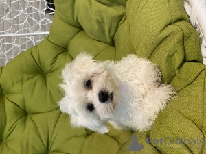 Photo №1. maltese dog - for sale in the city of Бердянск | 300$ | Announcement № 51702