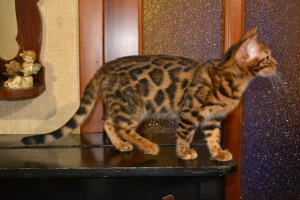 Photo №2 to announcement № 4612 for the sale of bengal cat - buy in Ukraine from nursery, breeder