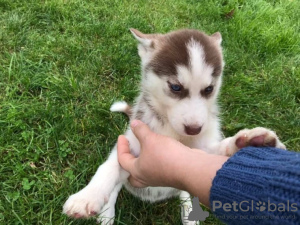 Photo №1. siberian husky - for sale in the city of Warsaw | 338$ | Announcement № 78222