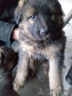 Photo №3. German shepherd puppies for sale. Ukraine