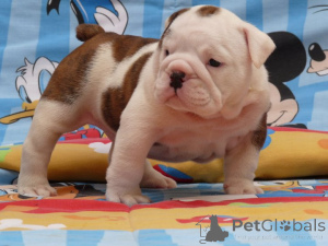 Photo №2 to announcement № 166110 for the sale of english bulldog - buy in Germany 