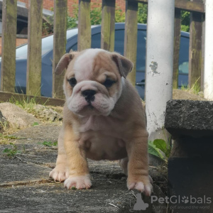 Photo №2 to announcement № 64698 for the sale of english bulldog - buy in Germany private announcement, from nursery