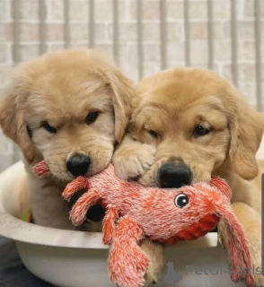 Photo №2 to announcement № 137790 for the sale of golden retriever - buy in Germany breeder