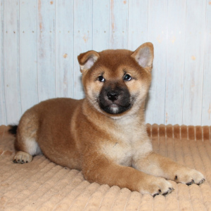 Photo №1. shiba inu - for sale in the city of Tula | 1600$ | Announcement № 4751