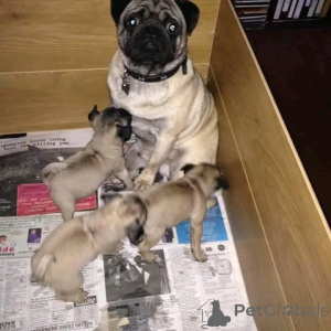 Photo №2 to announcement № 139616 for the sale of pug - buy in Albania private announcement