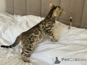 Photo №4. I will sell bengal cat in the city of Ливерпуль. private announcement, from nursery, breeder - price - negotiated