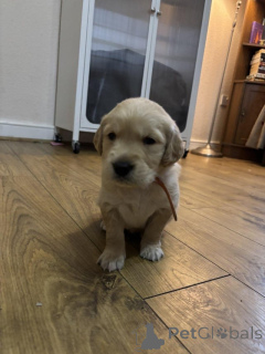 Photo №1. golden retriever - for sale in the city of Antwerp | Is free | Announcement № 159238