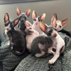 Photo №1. cornish rex - for sale in the city of Espoo | 599$ | Announcement № 164325