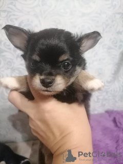 Photo №2 to announcement № 12734 for the sale of chihuahua - buy in Russian Federation private announcement, from nursery, breeder