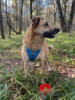 Additional photos: The wonderful red-haired beast Bertha is looking for her home.